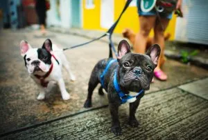 two small dogs on a leash