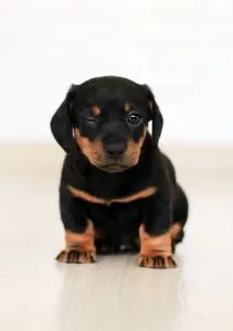 How to Move with Pets Internationally with a small cute dog