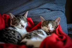 two cute kittens