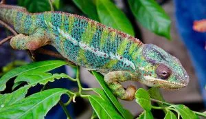 pet movers Hong Kong - chameleon