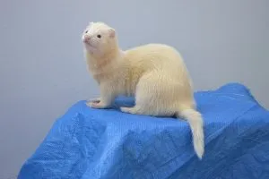 a white ferret