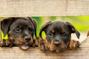 two rottweilers