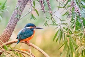 Kingfisher bird.