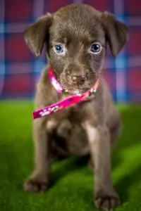 a puppy with a pink collar