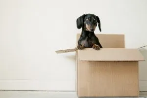 A puppy inside a box