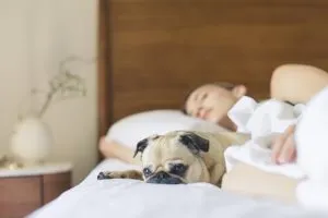 pug and a woman sleeping