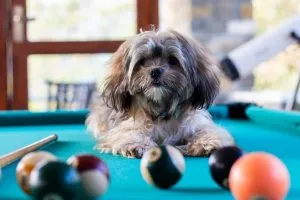 Dog sitting on pool table