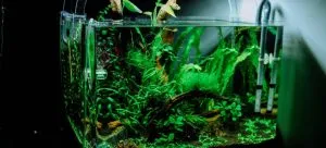 Safely moving a fish tank requires planning