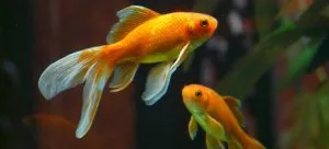 Aquarium goldfish