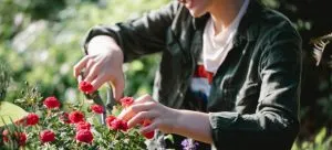 A girl cutting a rose