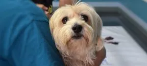 A dog at the vet