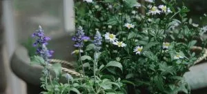 Some blooming flowers in two vases