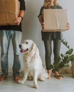 a couple carrying boxes