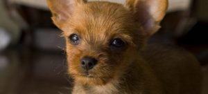 Red-haired puppy