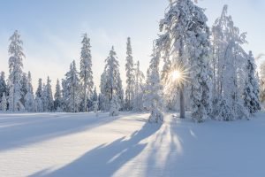 winter trees