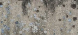 when buying a home in winter you can expect mold
