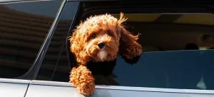 taking your dog with you when you move from Hong Kong to Canada