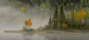 forest and lake