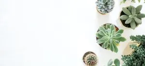 plants in a pot