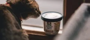 Picture of a cat smelling