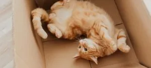 a yellow cat in the box
