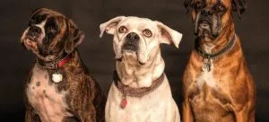 Three dogs looking up