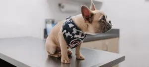 small dog standing on vets table
