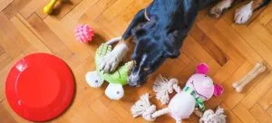 a dog playing with toys