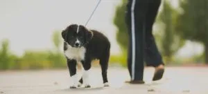 make friends in HK while walking your dog