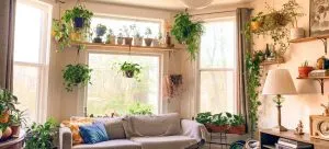 Houseplants in the living room