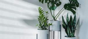 three plants in the corner of a room