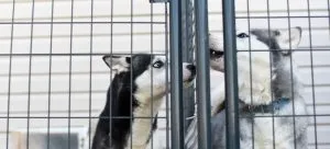 Dog in quarantine