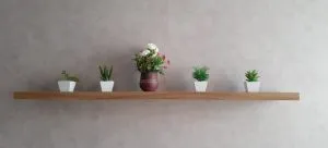 House plants to move long distance