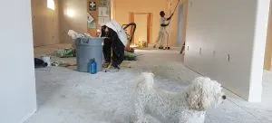 a dog in the apartment