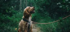 a dog on a leash